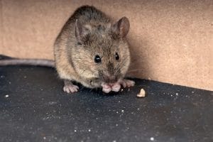 Boise Home Inspectors a big rat eating its food