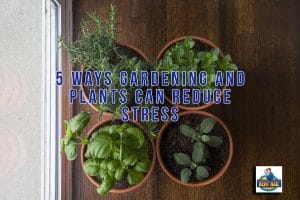 plants