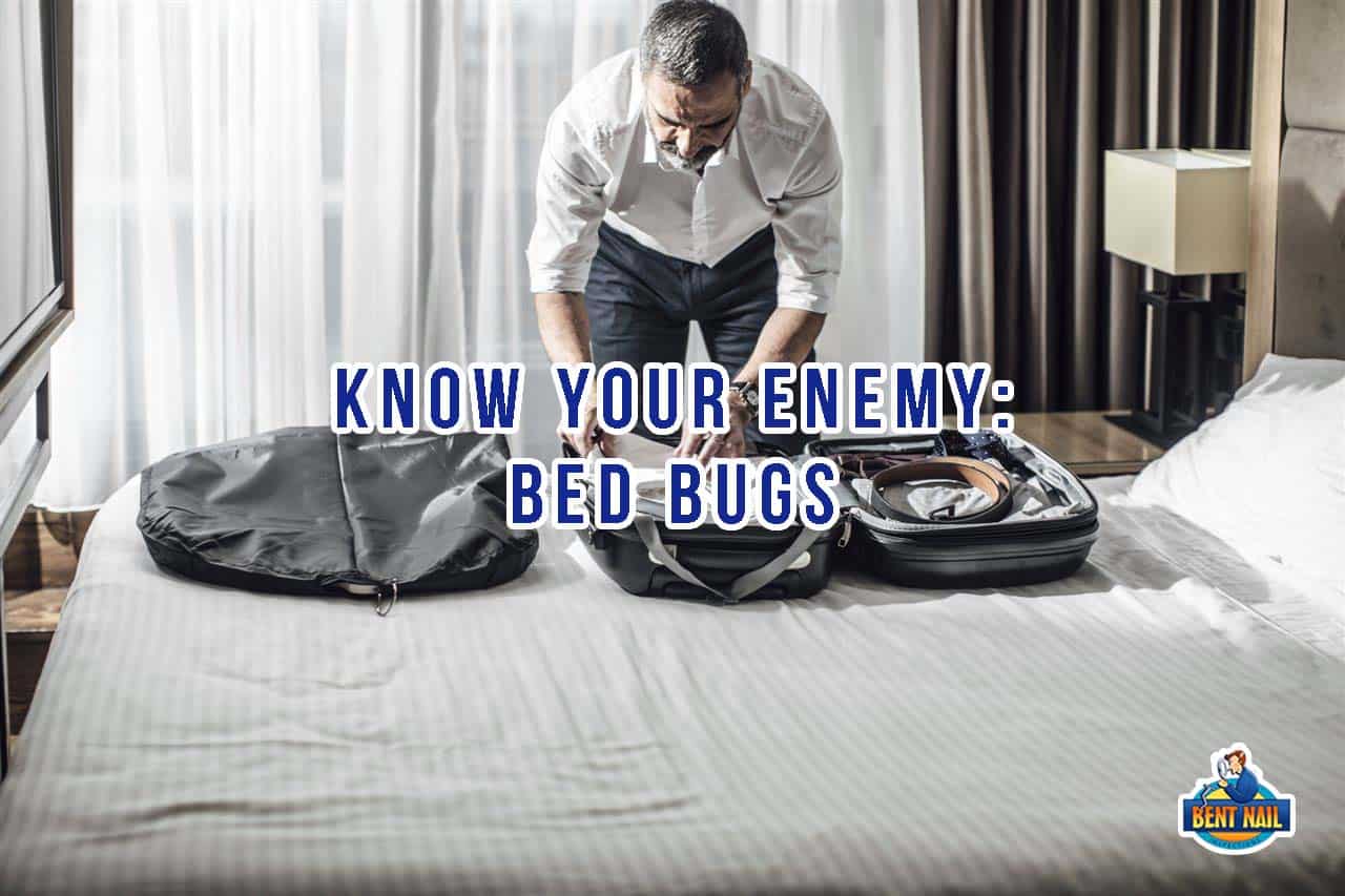 Know Your Enemy Bed Bugs Bent Nail Inspections