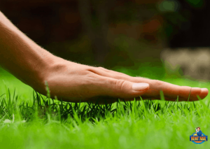 Expert Lawncare Tips For A Happy Summer Lawn
